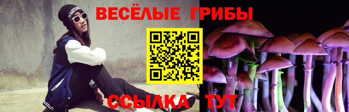 Галлюциногенные грибы Psilocybe Лениногорск